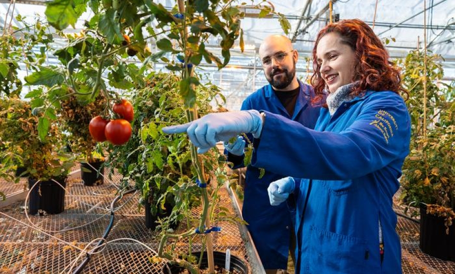 Tomatenplanten rantsoeneren zelf water tijdens periodes van droogte